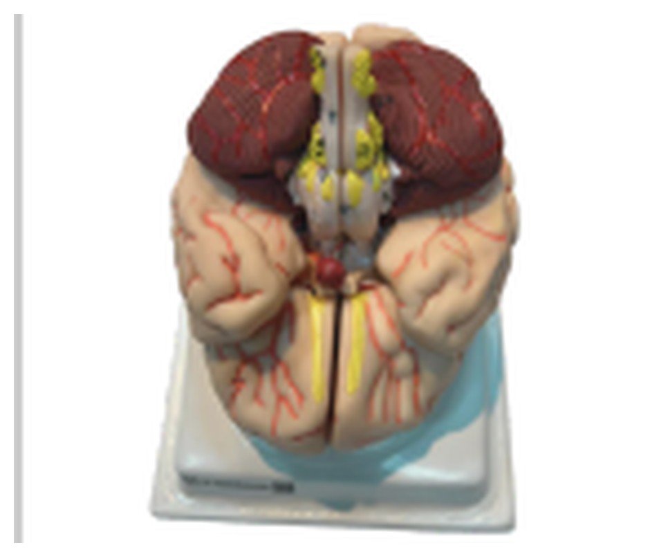 Modelo cerebral