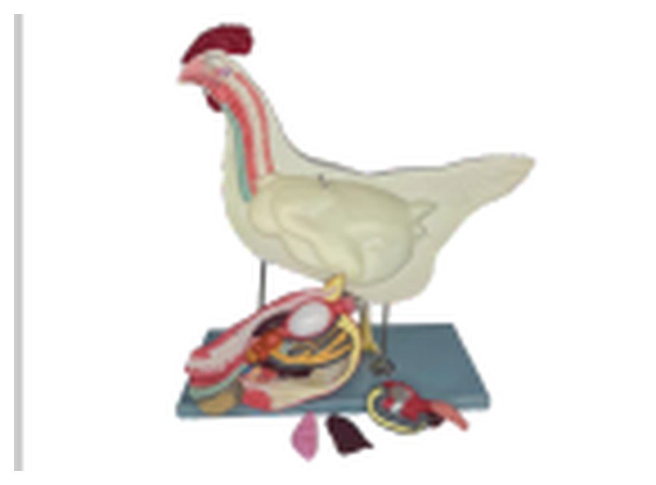 Modelo de Anatomia da Galinha