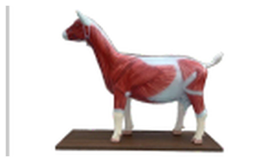 Modelo de Anatomia da Ovelha