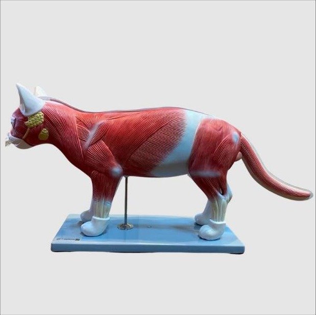 Modelo de Anatomia do Gato