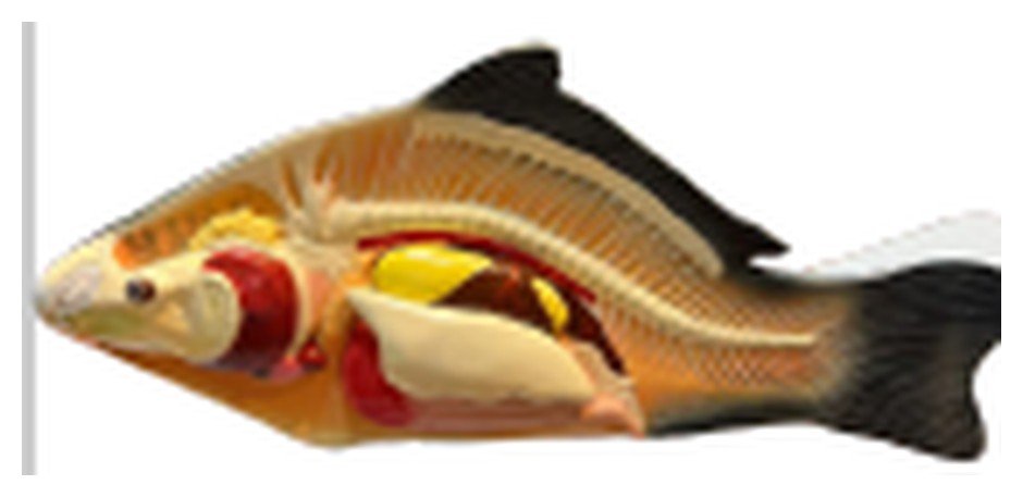 Modelo de Anatomia do Peixe