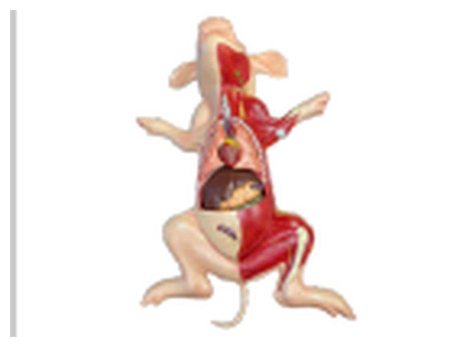 Modelo de Anatomia do Porco