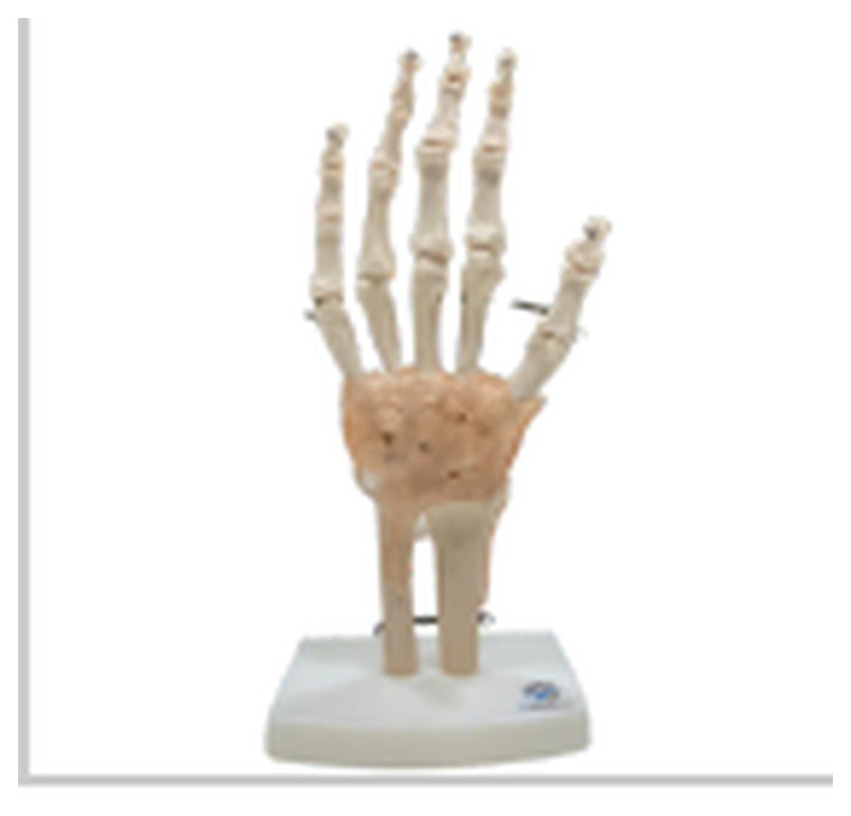 Modelo de Articulação da Mão com Ligamentos
