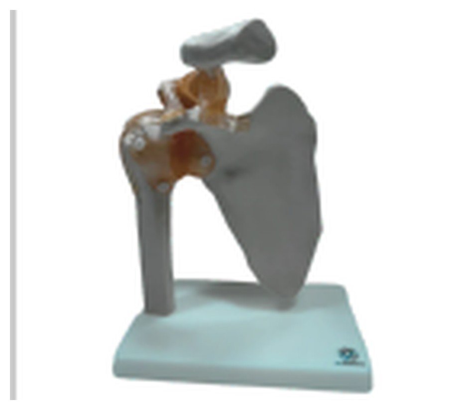 Modelo de Articulação do Ombro com Ligamentos em Tamanho Real