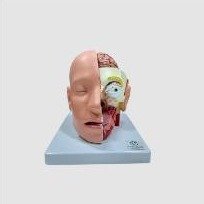 Modelo de Cabeça em 4 Partes