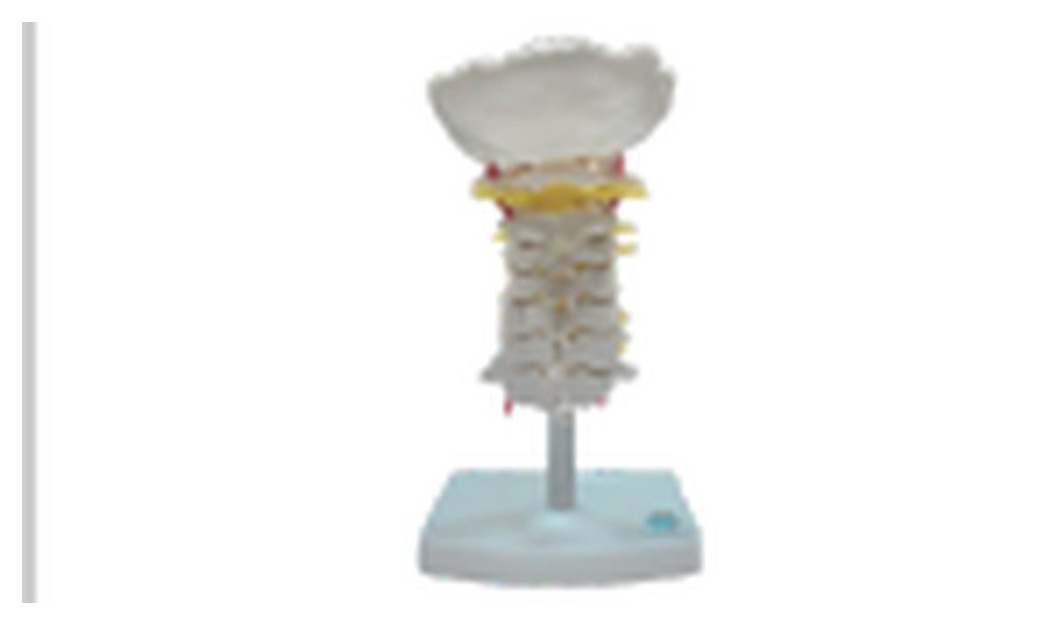 Modelo de Coluna Vertebral Cervical