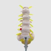 Modelo de Coluna Vertebral Lombar