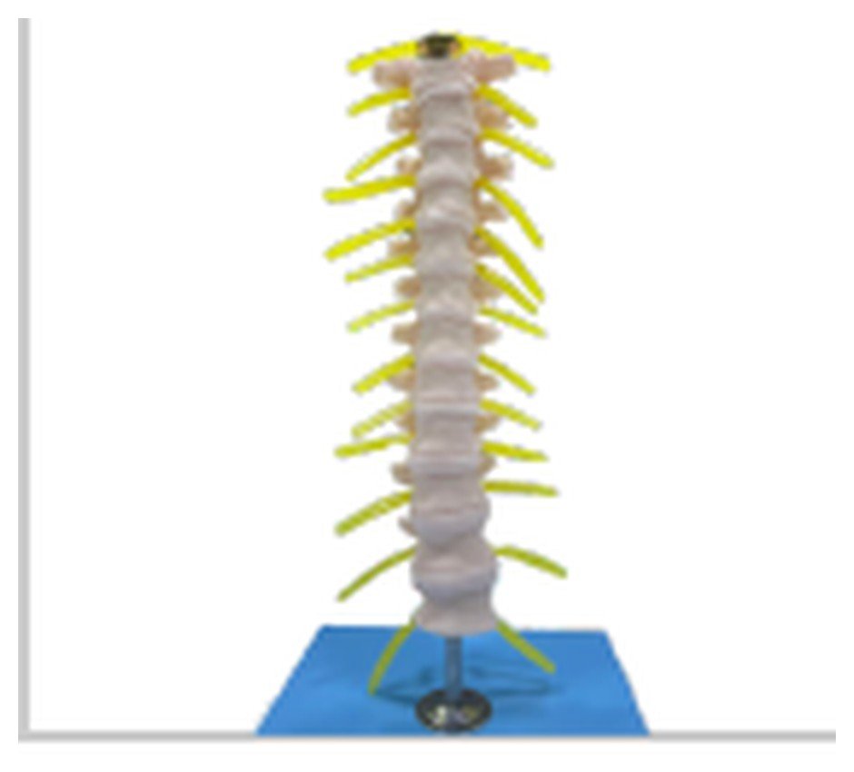 Modelo de Coluna Vertebral Torácica