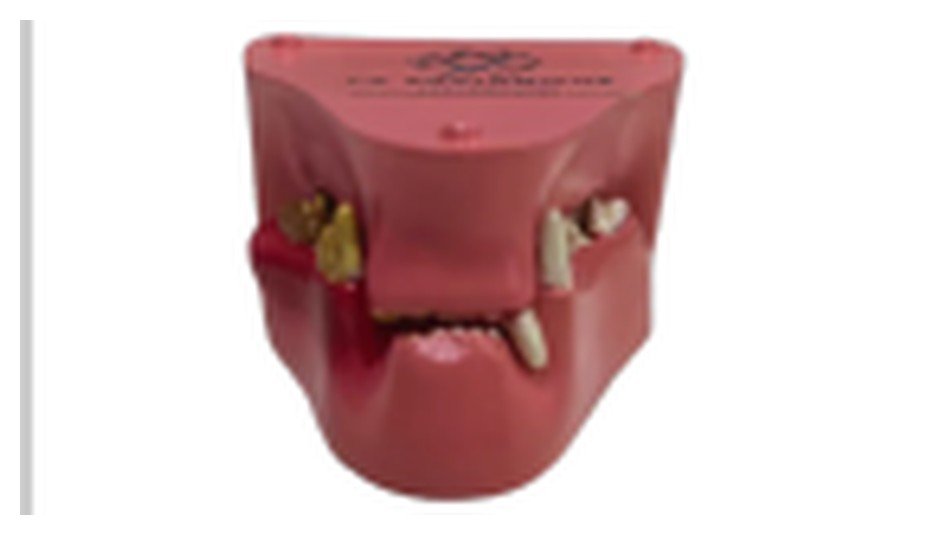 Modelo de Dentes de Gato