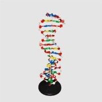 Modelo de DNA