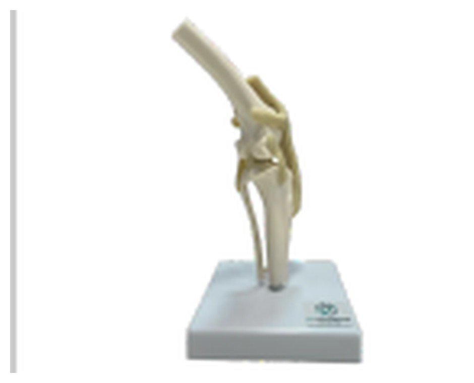 Modelo de Joelho de Cão