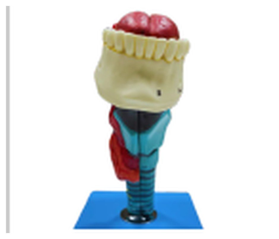 Modelo de Laringe com Língua e Dentes, em 5 Partes