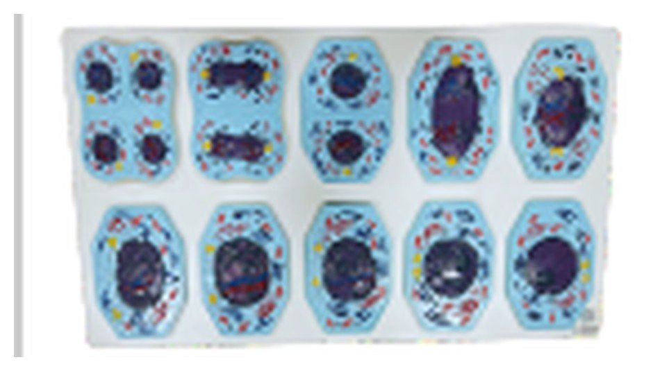 Modelo de Meiose com 10 Partes