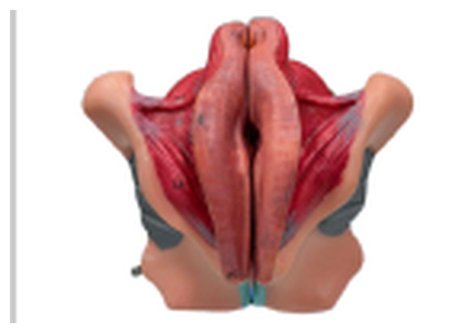 Modelo de Órgão Genital Feminino, em 4 Partes