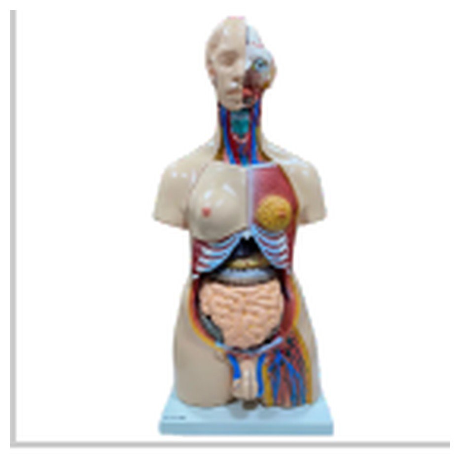 Modelo de Torso de 85 cm, Bissexual, com Coluna Exposta, em 23 Partes