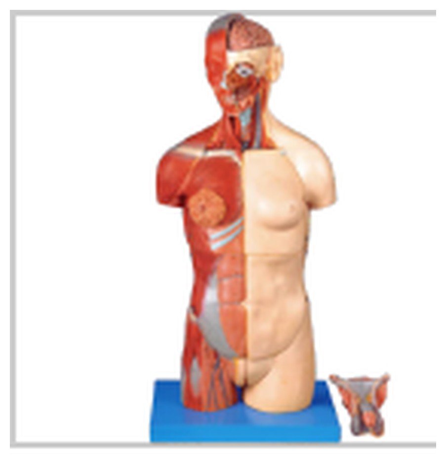 Modelo de Torso Luxo 85 cm, Bissexual, com Coluna Exposta, em 32 partes