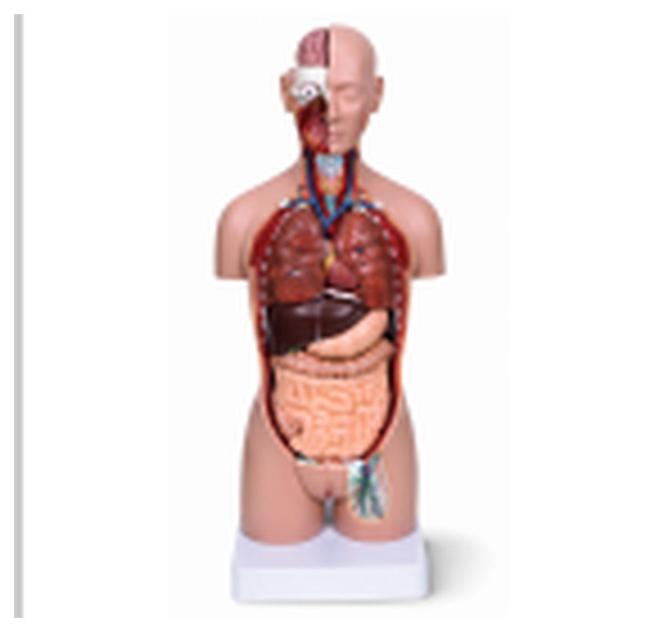 Torso Anatômico Bissexual com Costas Abertas